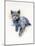 Grey Kitten, 2017-John Keeling-Mounted Giclee Print