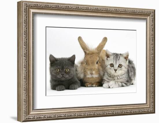 Grey Kitten and Silver Tabby Kitten with Sandy Lionhead-Cross Rabbit-Mark Taylor-Framed Photographic Print