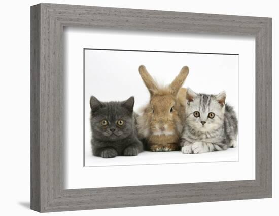 Grey Kitten and Silver Tabby Kitten with Sandy Lionhead-Cross Rabbit-Mark Taylor-Framed Photographic Print