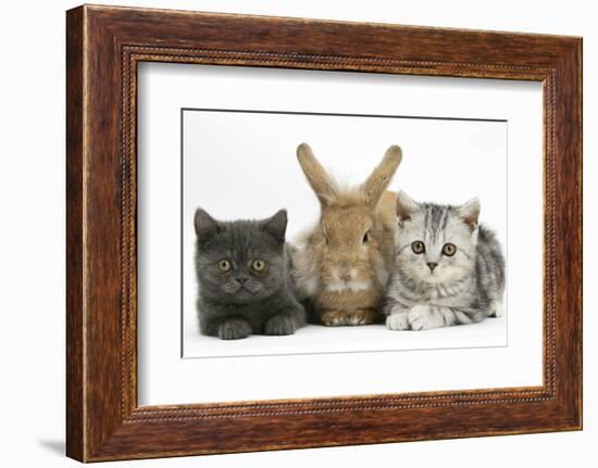 Grey Kitten and Silver Tabby Kitten with Sandy Lionhead-Cross Rabbit-Mark Taylor-Framed Photographic Print