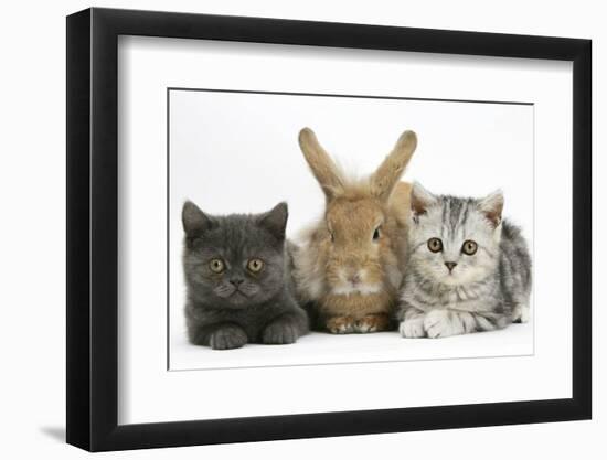 Grey Kitten and Silver Tabby Kitten with Sandy Lionhead-Cross Rabbit-Mark Taylor-Framed Photographic Print
