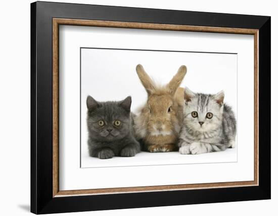 Grey Kitten and Silver Tabby Kitten with Sandy Lionhead-Cross Rabbit-Mark Taylor-Framed Photographic Print