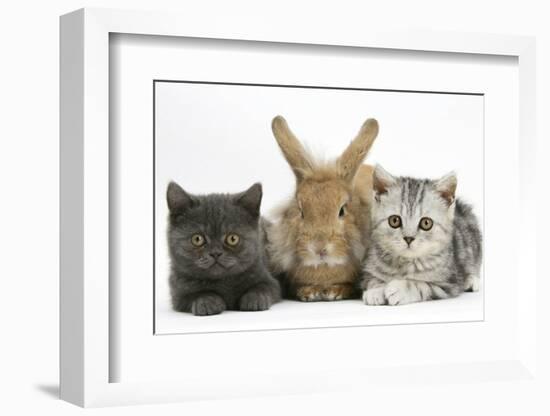 Grey Kitten and Silver Tabby Kitten with Sandy Lionhead-Cross Rabbit-Mark Taylor-Framed Photographic Print