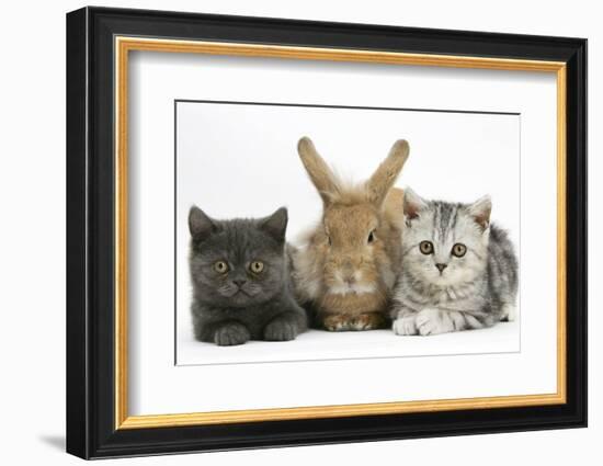 Grey Kitten and Silver Tabby Kitten with Sandy Lionhead-Cross Rabbit-Mark Taylor-Framed Photographic Print