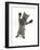 Grey Kitten, Standing, Reaching Out-Mark Taylor-Framed Photographic Print