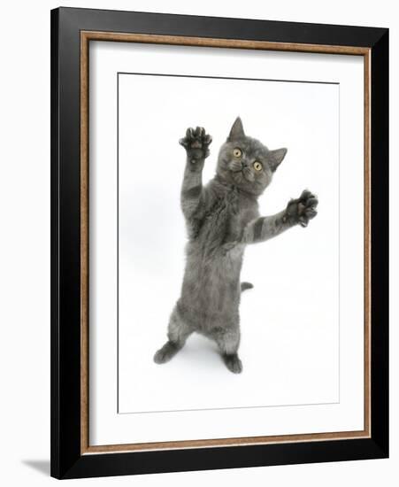 Grey Kitten, Standing, Reaching Out-Mark Taylor-Framed Photographic Print