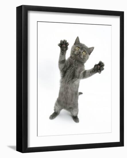 Grey Kitten, Standing, Reaching Out-Mark Taylor-Framed Photographic Print