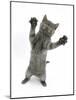 Grey Kitten, Standing, Reaching Out-Mark Taylor-Mounted Photographic Print