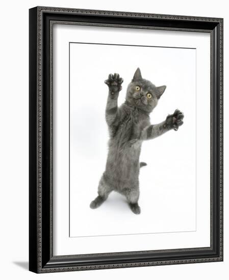 Grey Kitten, Standing, Reaching Out-Mark Taylor-Framed Photographic Print