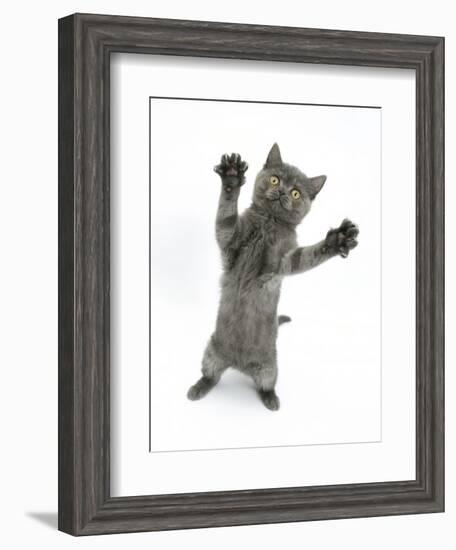 Grey Kitten, Standing, Reaching Out-Mark Taylor-Framed Photographic Print