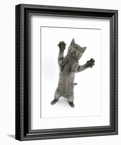 Grey Kitten, Standing, Reaching Out-Mark Taylor-Framed Photographic Print