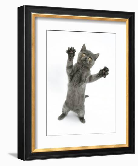 Grey Kitten, Standing, Reaching Out-Mark Taylor-Framed Photographic Print