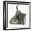 Grey Kitten with Grey Windmill-Eared Rabbit-Mark Taylor-Framed Photographic Print