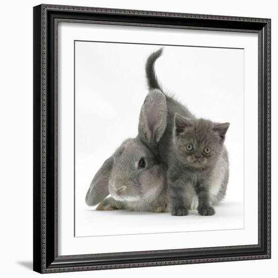 Grey Kitten with Grey Windmill-Eared Rabbit-Mark Taylor-Framed Photographic Print