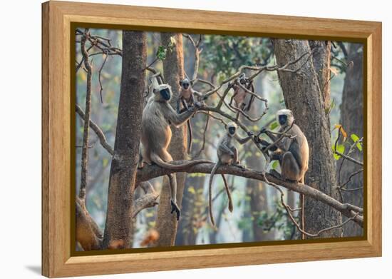 grey langurs family group, sitting and climbing in tree, nepal-karine aigner-Framed Premier Image Canvas