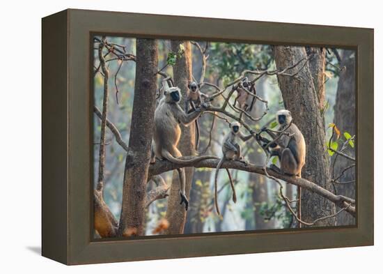 grey langurs family group, sitting and climbing in tree, nepal-karine aigner-Framed Premier Image Canvas