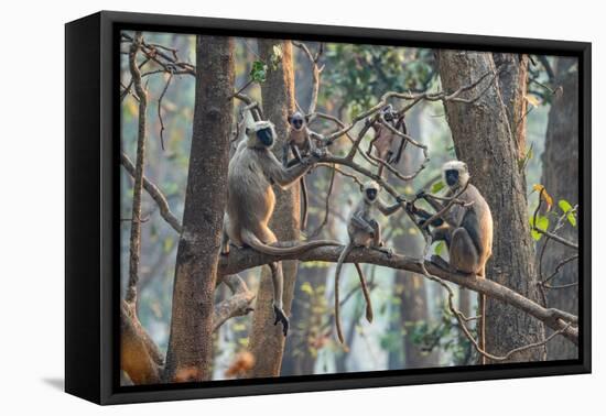 grey langurs family group, sitting and climbing in tree, nepal-karine aigner-Framed Premier Image Canvas