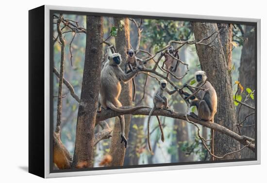 grey langurs family group, sitting and climbing in tree, nepal-karine aigner-Framed Premier Image Canvas