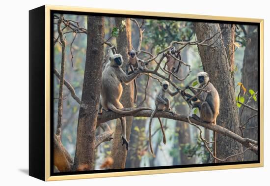 grey langurs family group, sitting and climbing in tree, nepal-karine aigner-Framed Premier Image Canvas