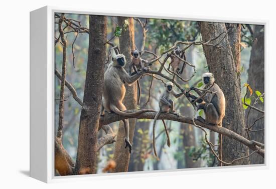 grey langurs family group, sitting and climbing in tree, nepal-karine aigner-Framed Premier Image Canvas