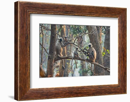 grey langurs family group, sitting and climbing in tree, nepal-karine aigner-Framed Photographic Print