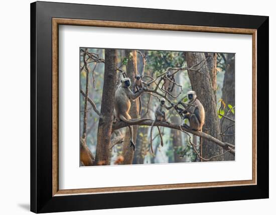 grey langurs family group, sitting and climbing in tree, nepal-karine aigner-Framed Photographic Print