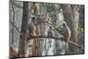 grey langurs family group, sitting and climbing in tree, nepal-karine aigner-Mounted Photographic Print