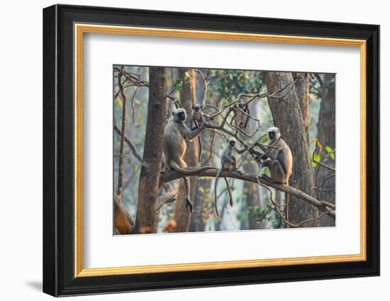 grey langurs family group, sitting and climbing in tree, nepal-karine aigner-Framed Photographic Print