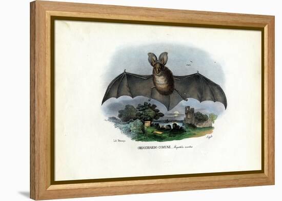 Grey Long-Eared Bat, 1863-79-Raimundo Petraroja-Framed Premier Image Canvas