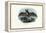 Grey Long-Eared Bat, 1863-79-Raimundo Petraroja-Framed Premier Image Canvas