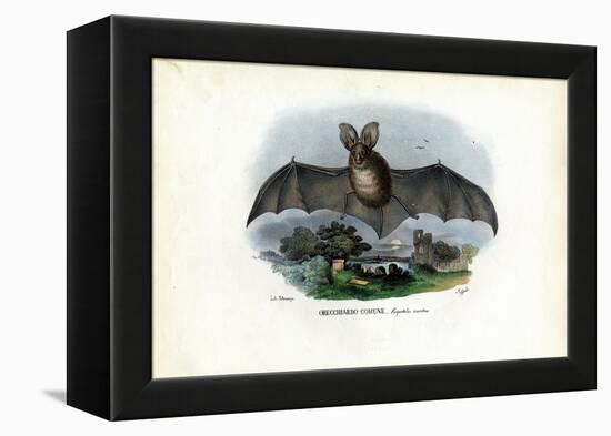 Grey Long-Eared Bat, 1863-79-Raimundo Petraroja-Framed Premier Image Canvas