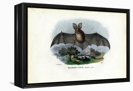 Grey Long-Eared Bat, 1863-79-Raimundo Petraroja-Framed Premier Image Canvas