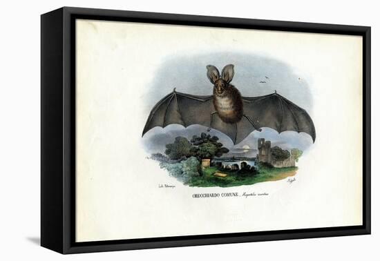 Grey Long-Eared Bat, 1863-79-Raimundo Petraroja-Framed Premier Image Canvas