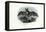 Grey Long-Eared Bat, 1863-79-Raimundo Petraroja-Framed Premier Image Canvas