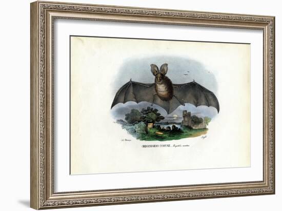 Grey Long-Eared Bat, 1863-79-Raimundo Petraroja-Framed Giclee Print