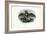 Grey Long-Eared Bat, 1863-79-Raimundo Petraroja-Framed Giclee Print