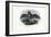 Grey Long-Eared Bat, 1863-79-Raimundo Petraroja-Framed Giclee Print