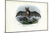 Grey Long-Eared Bat, 1863-79-Raimundo Petraroja-Mounted Giclee Print