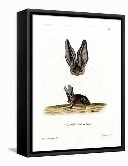 Grey Long-Eared Bat-null-Framed Premier Image Canvas