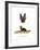 Grey Long-Eared Bat-null-Framed Giclee Print