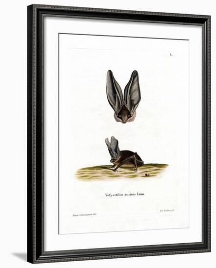 Grey Long-Eared Bat-null-Framed Giclee Print