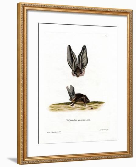 Grey Long-Eared Bat-null-Framed Giclee Print