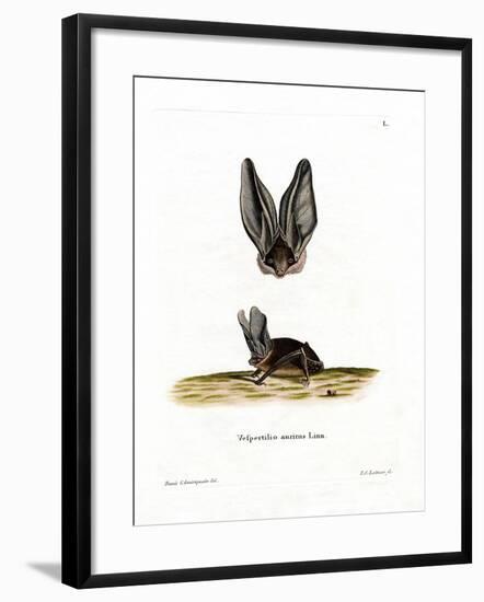 Grey Long-Eared Bat-null-Framed Giclee Print