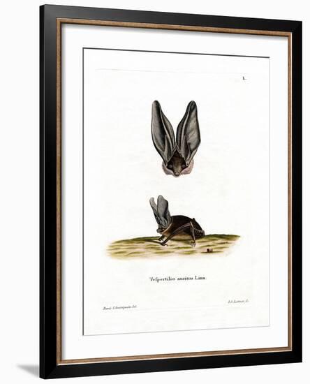 Grey Long-Eared Bat-null-Framed Giclee Print