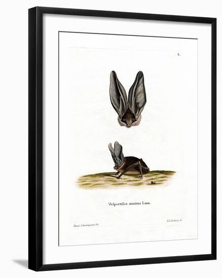 Grey Long-Eared Bat-null-Framed Giclee Print