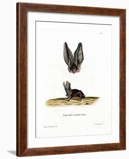 Grey Long-Eared Bat-null-Framed Giclee Print