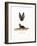 Grey Long-Eared Bat-null-Framed Giclee Print