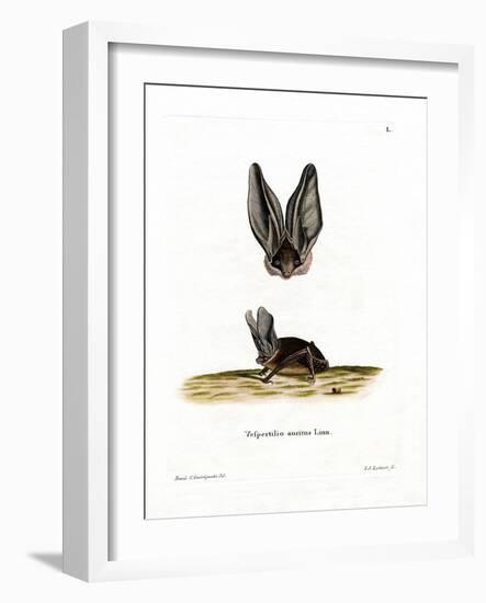 Grey Long-Eared Bat-null-Framed Giclee Print