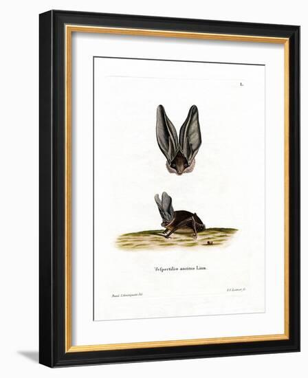 Grey Long-Eared Bat-null-Framed Giclee Print