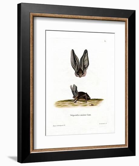 Grey Long-Eared Bat-null-Framed Giclee Print